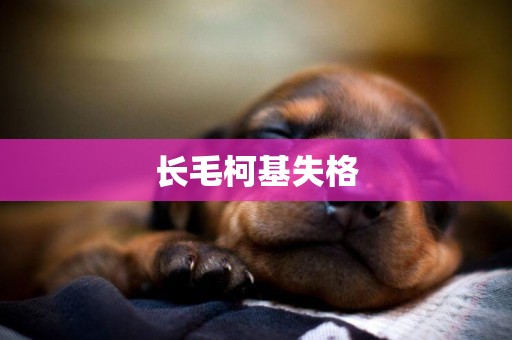 長毛柯基失格
