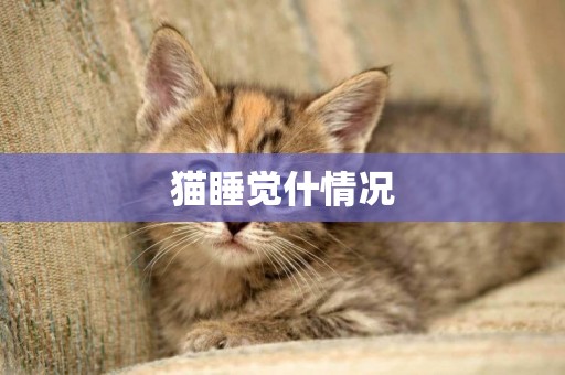 貓睡覺什情況