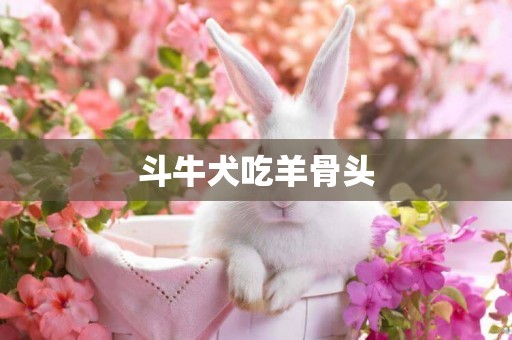 斗牛犬吃羊骨頭
