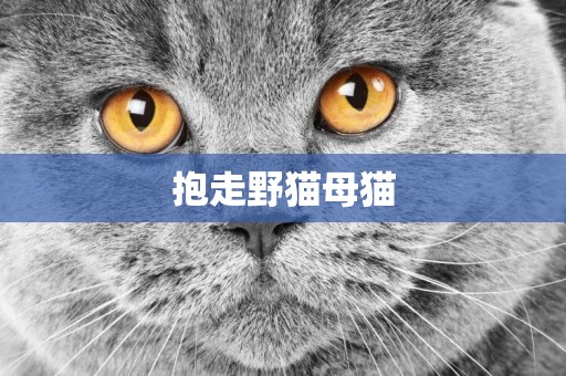 抱走野貓母貓