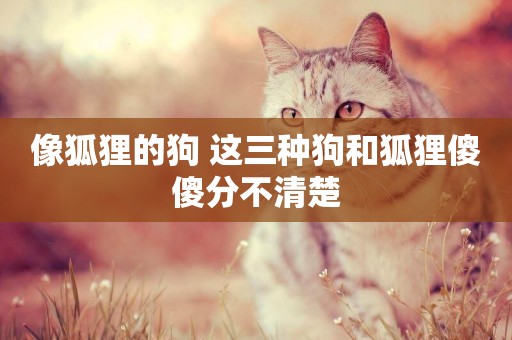 像狐貍的狗 這三種狗和狐貍傻傻分不清楚