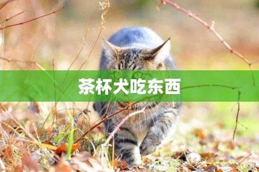 茶杯犬吃東西
