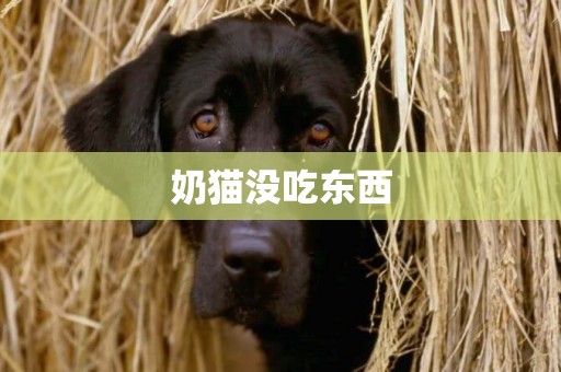 奶貓沒吃東西