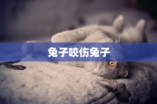 兔子咬傷兔子