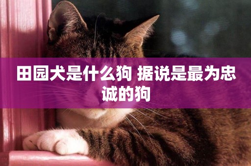 田園犬是什么狗 據說是最為忠誠的狗