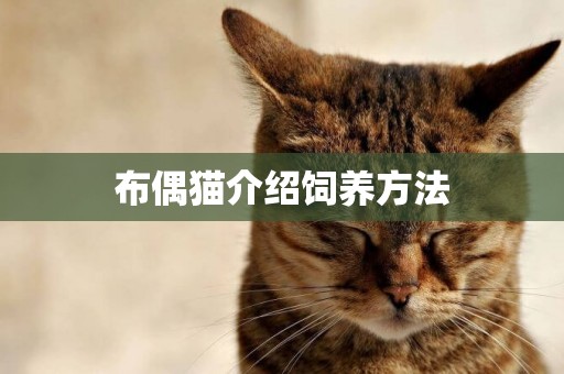 布偶貓介紹飼養方法
