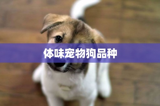 體味寵物狗品種