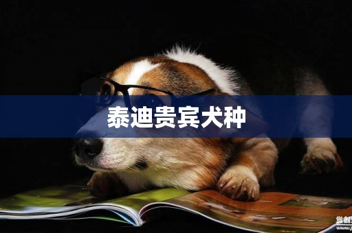 泰迪貴賓犬種