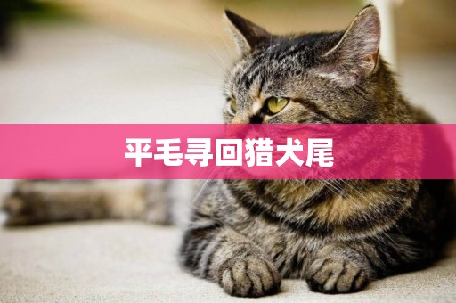平毛尋回獵犬尾