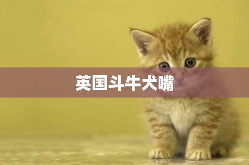 英國斗牛犬嘴