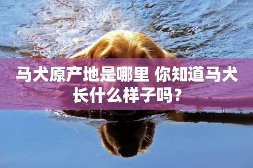 馬犬原產地是哪里 你知道馬犬長什么樣子嗎？