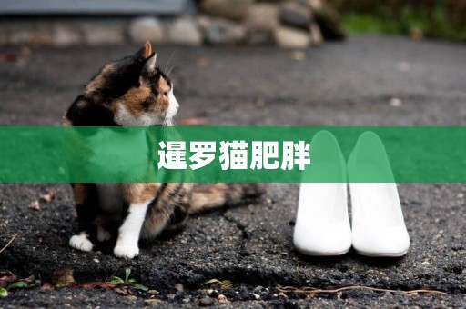 暹羅貓肥胖