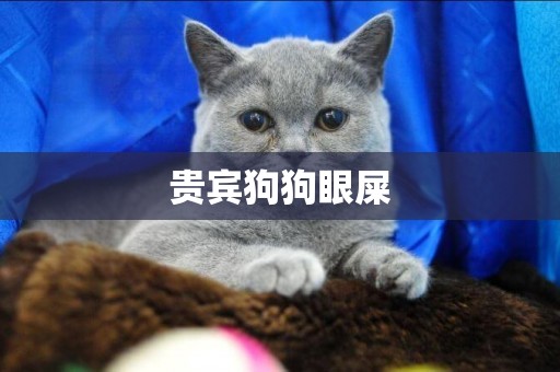 貴賓狗狗眼屎