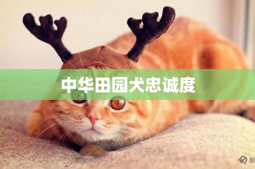 中華田園犬忠誠度