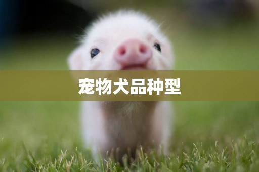 寵物犬品種型