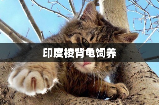印度棱背龜飼養