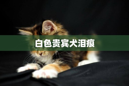 白色貴賓犬淚痕