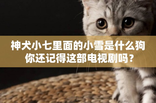神犬小七里面的小雪是什么狗 你還記得這部電視劇嗎？