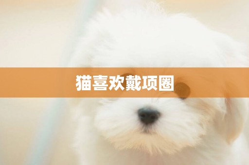 貓喜歡戴項圈