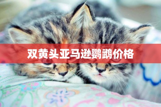 雙黃頭亞馬遜鸚鵡價格