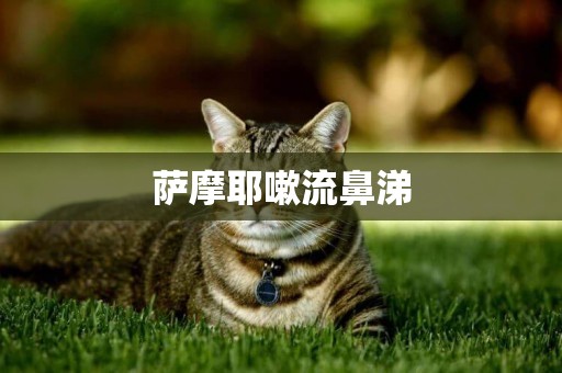 薩摩耶嗽流鼻涕