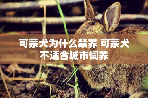 可蒙犬為什么禁養 可蒙犬不適合城市飼養