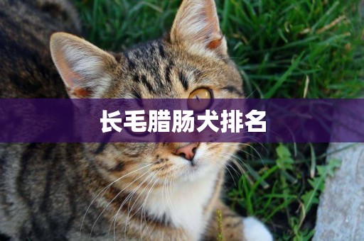 長毛臘腸犬排名