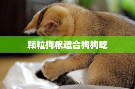 顆粒狗糧適合狗狗吃