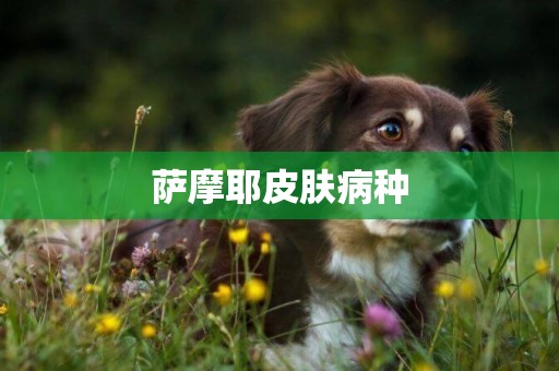 薩摩耶皮膚病種