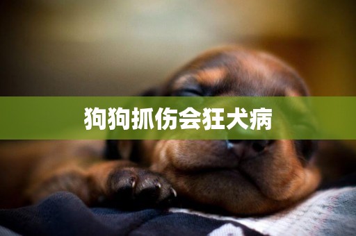 狗狗抓傷會狂犬病