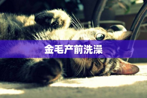 金毛產前洗澡