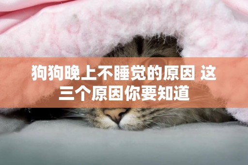 狗狗晚上不睡覺的原因 這三個原因你要知道