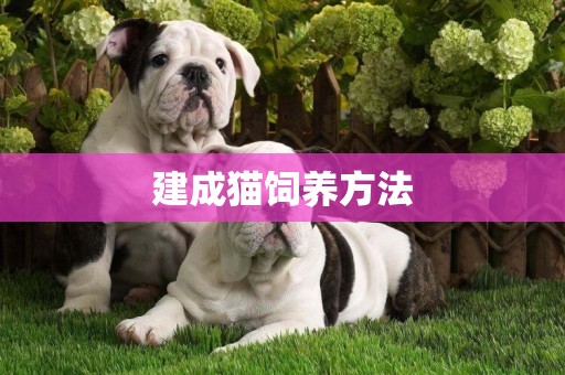 建成貓飼養方法