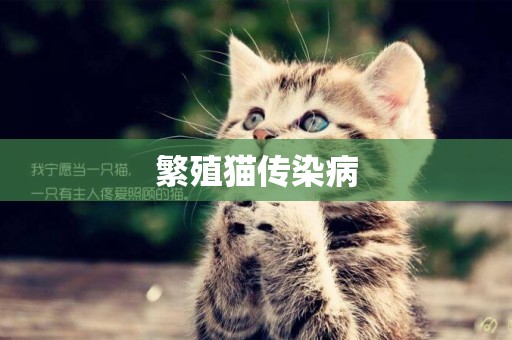 繁殖貓傳染病