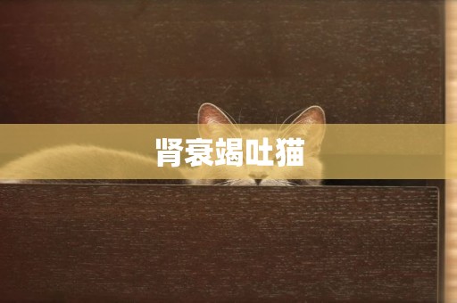 腎衰竭吐貓