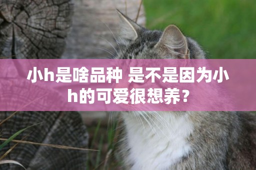 小h是啥品種 是不是因為小h的可愛很想養？
