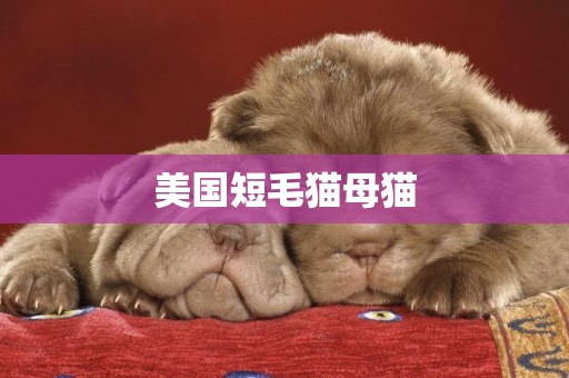 美國短毛貓母貓