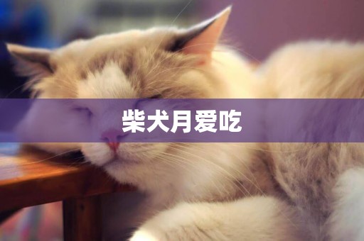 柴犬月愛吃