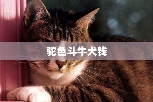 駝色斗牛犬錢