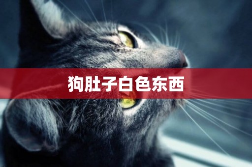 狗肚子白色東西