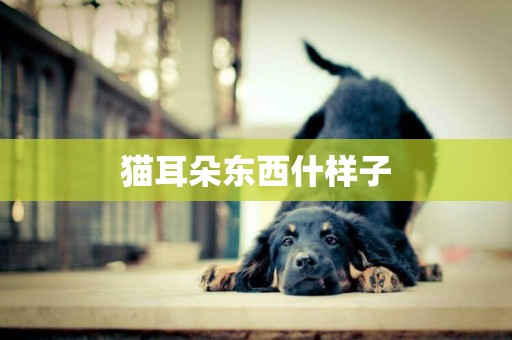 貓耳朵東西什樣子