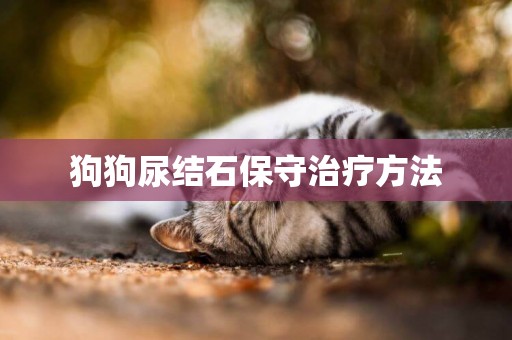 狗狗尿結石保守治療方法