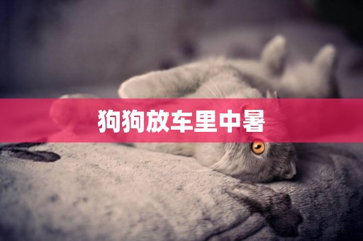 狗狗放車里中暑