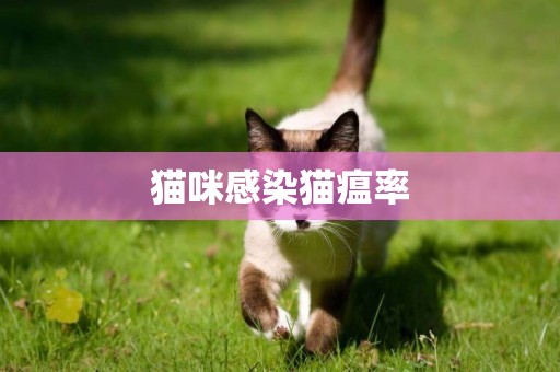 貓咪感染貓瘟率