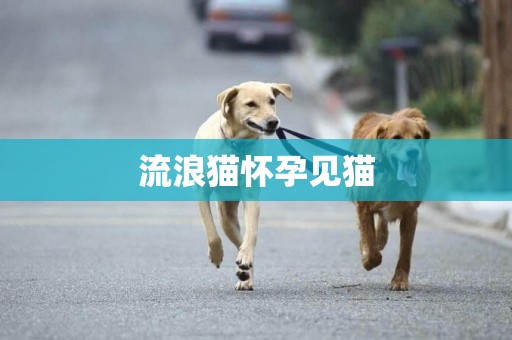 流浪貓懷孕見貓
