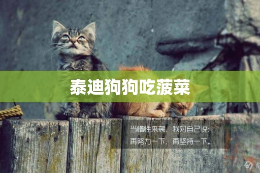 泰迪狗狗吃菠菜