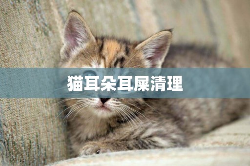 貓耳朵耳屎清理