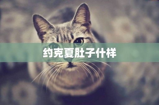 約克夏肚子什樣