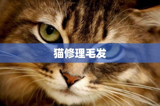 貓修理毛發