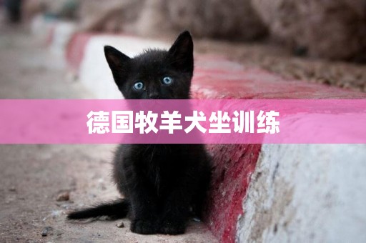 德國牧羊犬坐訓練
